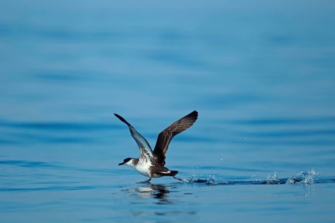 Great Shearwater