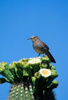Scimitar-billed Thrasher