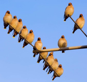 Bohemian Waxwing