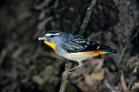 Spotted Pardalote