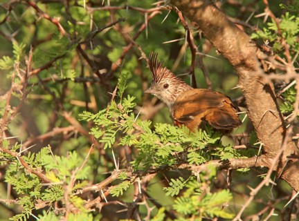 Adult crested gallito