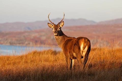 Red deer