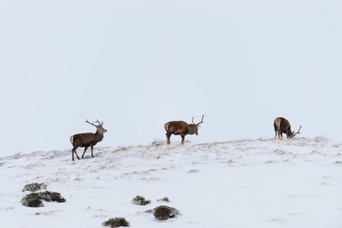 Red Deer