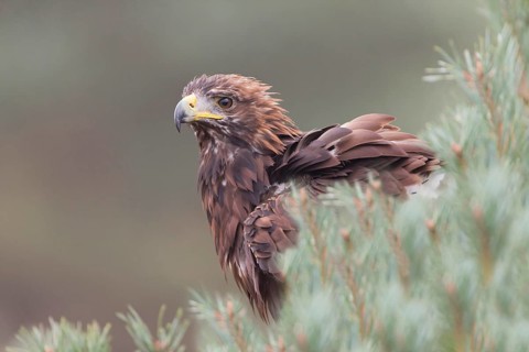 Golden eagle