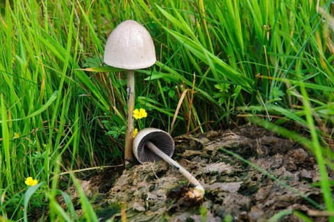 Egghead shiny mottlegill