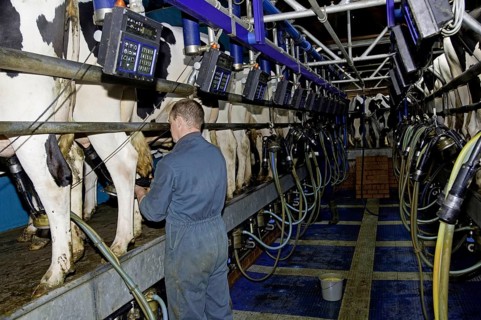 Dairy farming