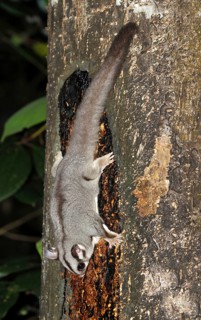 Adult sugar glider