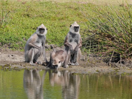 Tufted Grey Langur