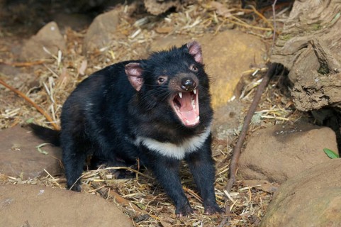 Tasmanian devil