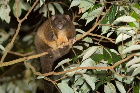 Lemur-like ringtail possum