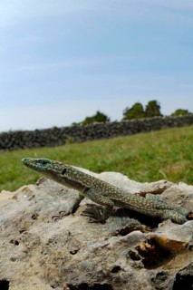 Archaeolacerta oxycephala oxycephala