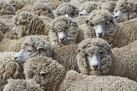 Sheep farm