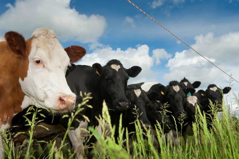 Domestic Cattle