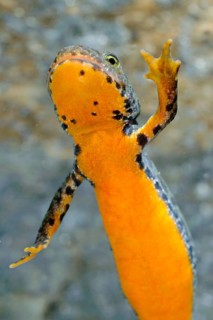 Alpine newt