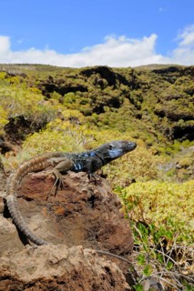 Western canaries lizard