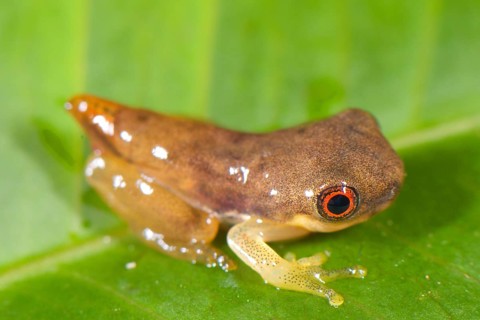 Tree frog