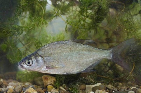 Bream