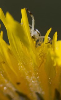 Variable crab spider