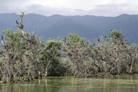 Cormorant nesting colony at Lake Kerkini Northern Greece