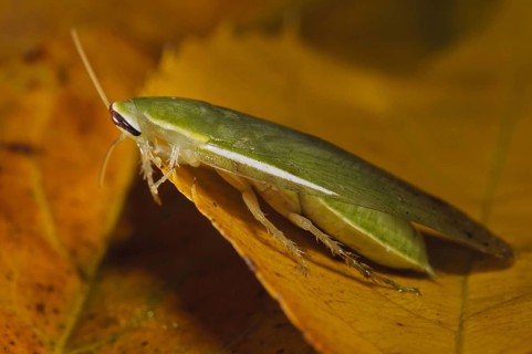 Green Banana Cockroach