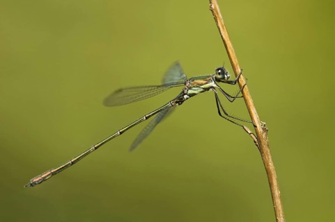 Willow damselfly
