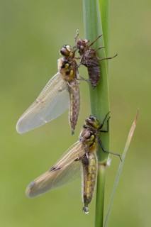Four-spotted chaser