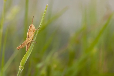 Common Field Grasshopper