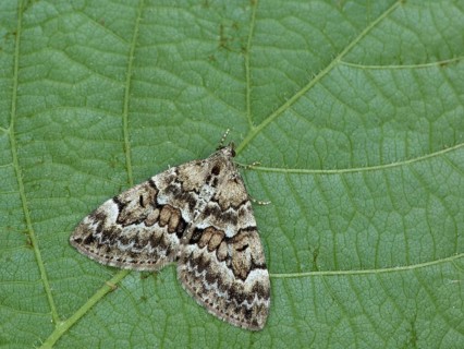 Spruce Carpet