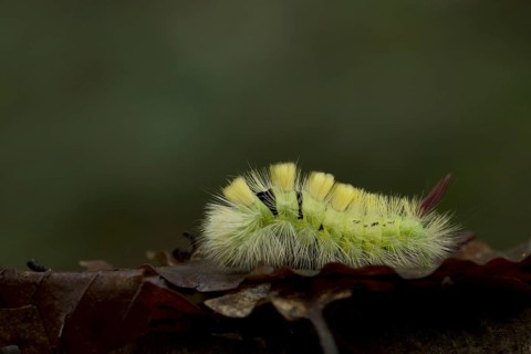Pale Tussock