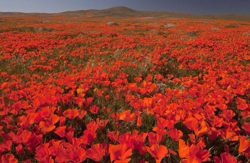 California Poppy