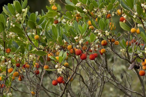 Strawberry tree