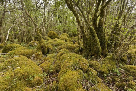 Common hazel