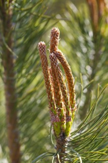 Scots pine