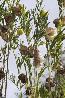 Balloon balloon cotton-bush