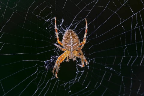 European garden spider