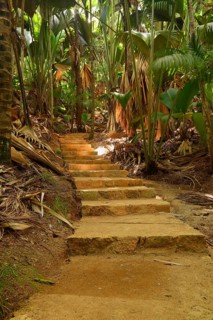 Trails and vegetation in Vallee de Mai National Park