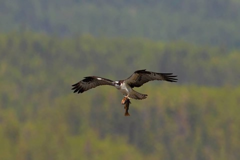 Western osprey