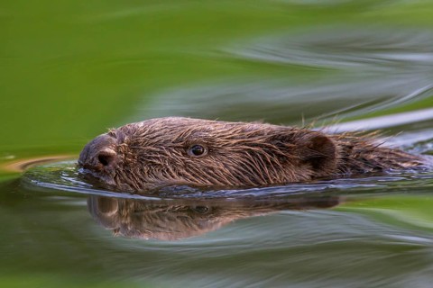 Eurasian beaver
