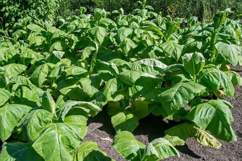 Aztec tobacco