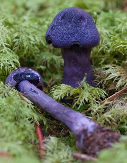 Violet webcap