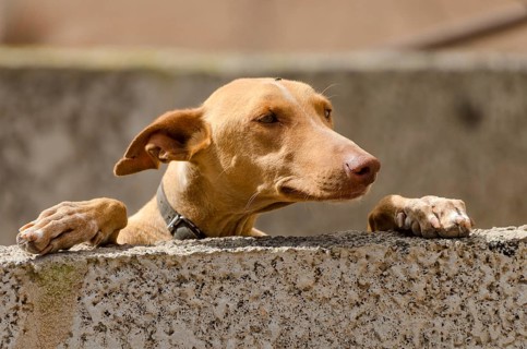 Podenco Canario