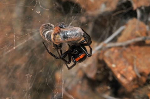 False widow