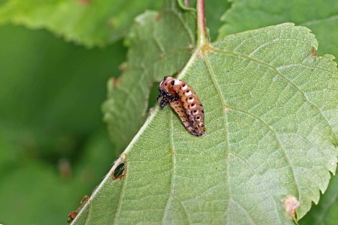 Red poplar leaf beetle