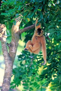 Yellow-cheeked gibbon