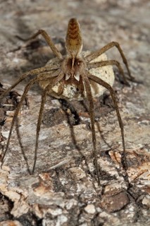 Grid spider
