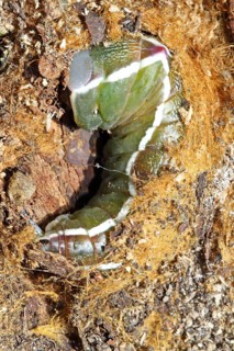 Greater fork tail