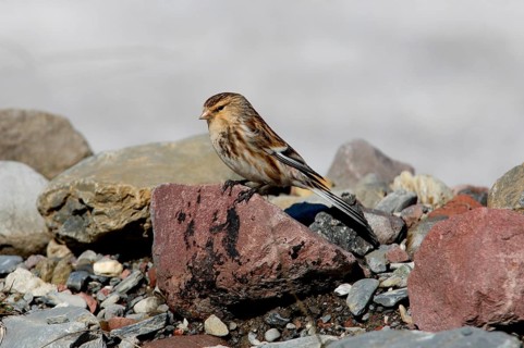 Twite