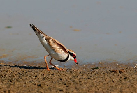 Adult black-fronted dotterel