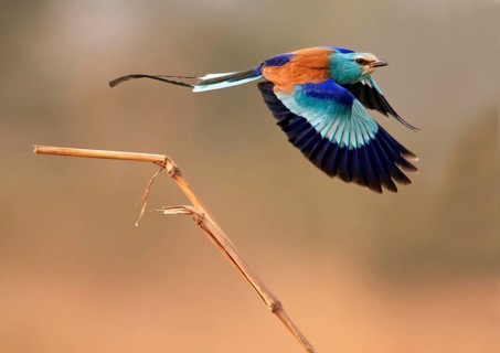 Abyssinian Roller