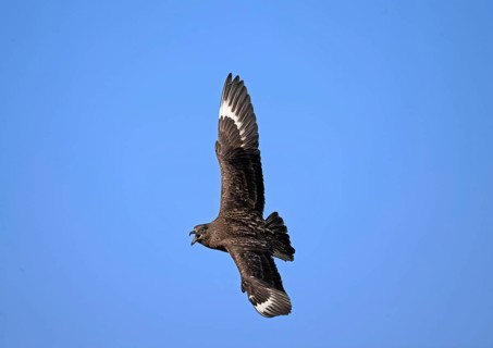Great Skua